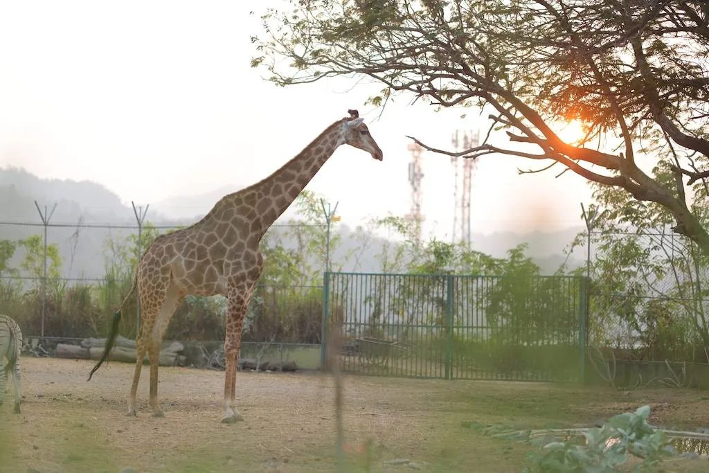 Jungle Safari — photo 1