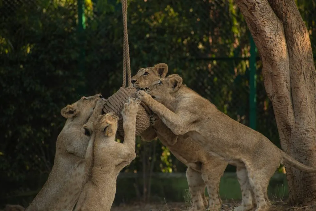 Jungle Safari — photo 2