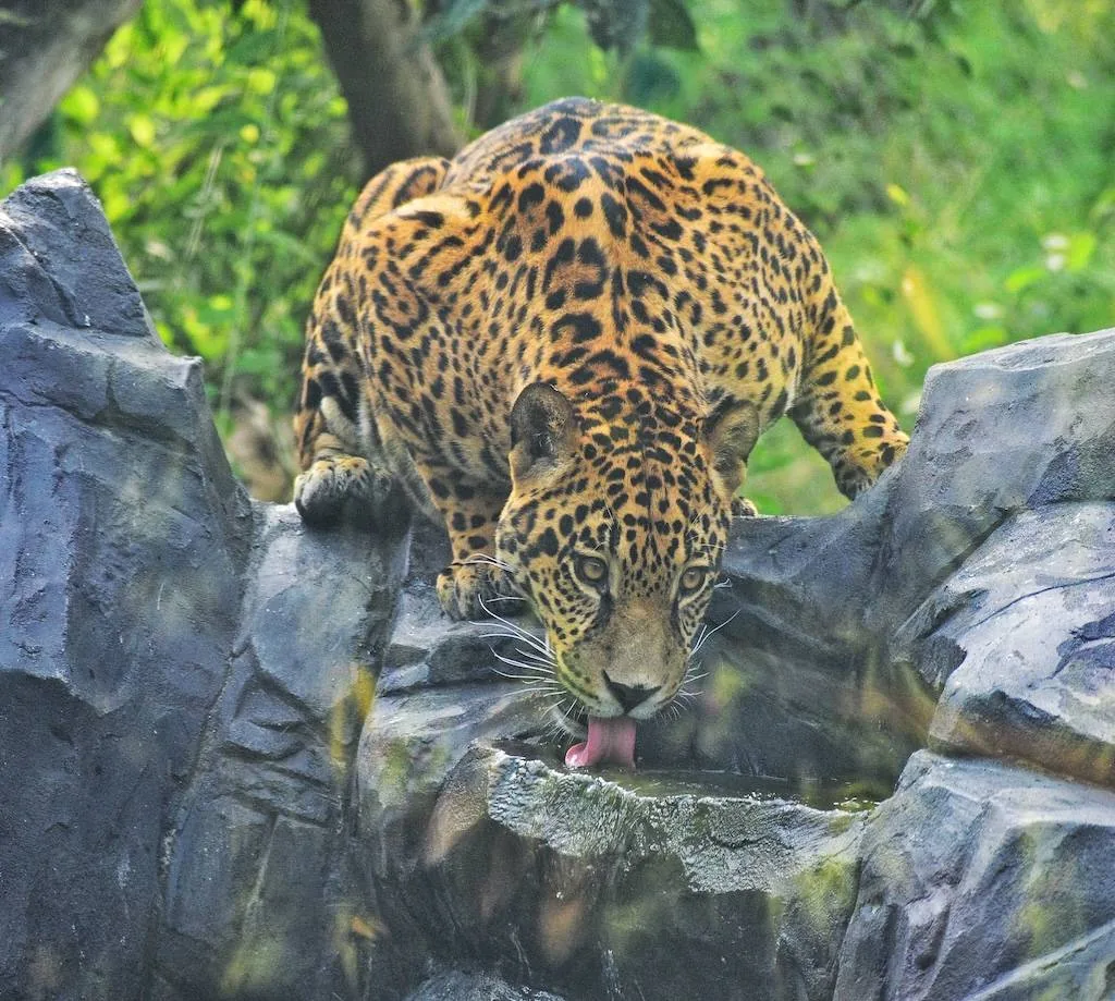 Jungle Safari — photo 5