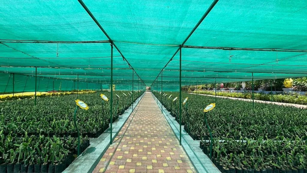 Kamlam Park (Dragon Fruit Nursery) — photo 2