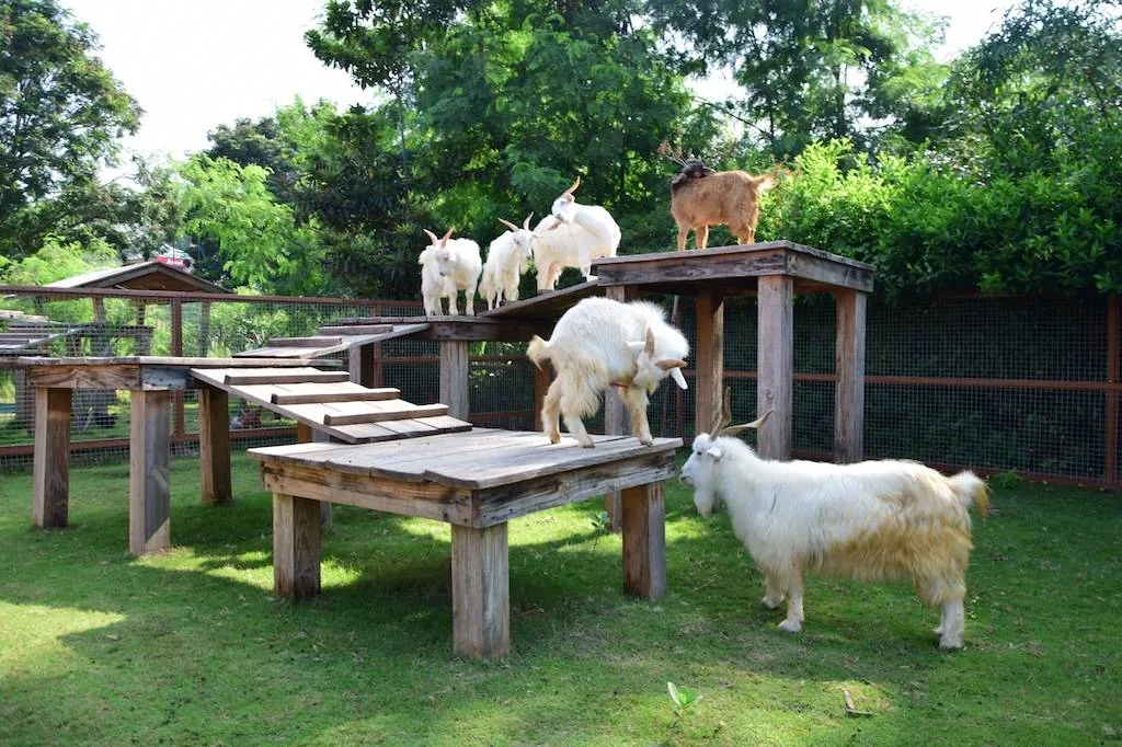 Pets Zone — photo 3